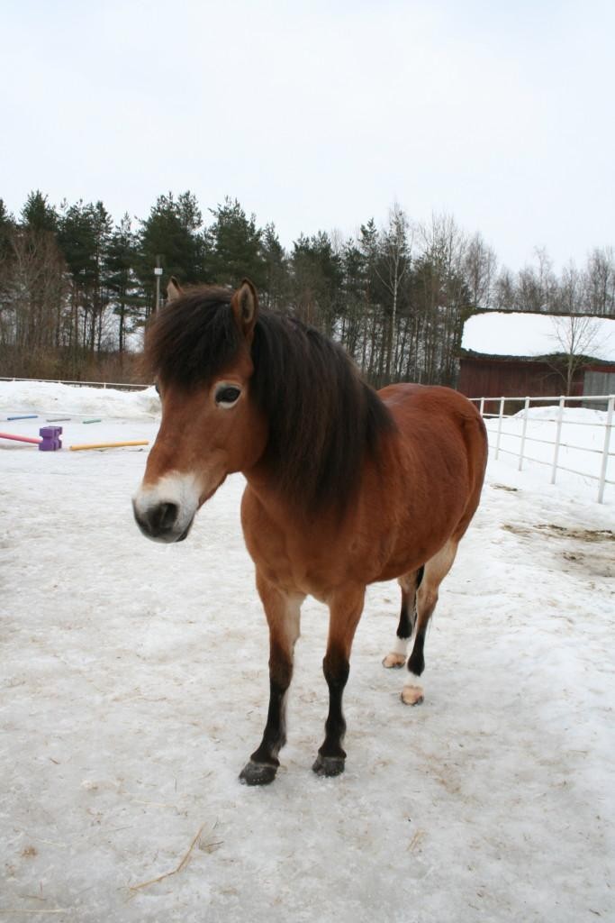 Fallkullaan pieneläintila: hevonen lumisella pihalla.